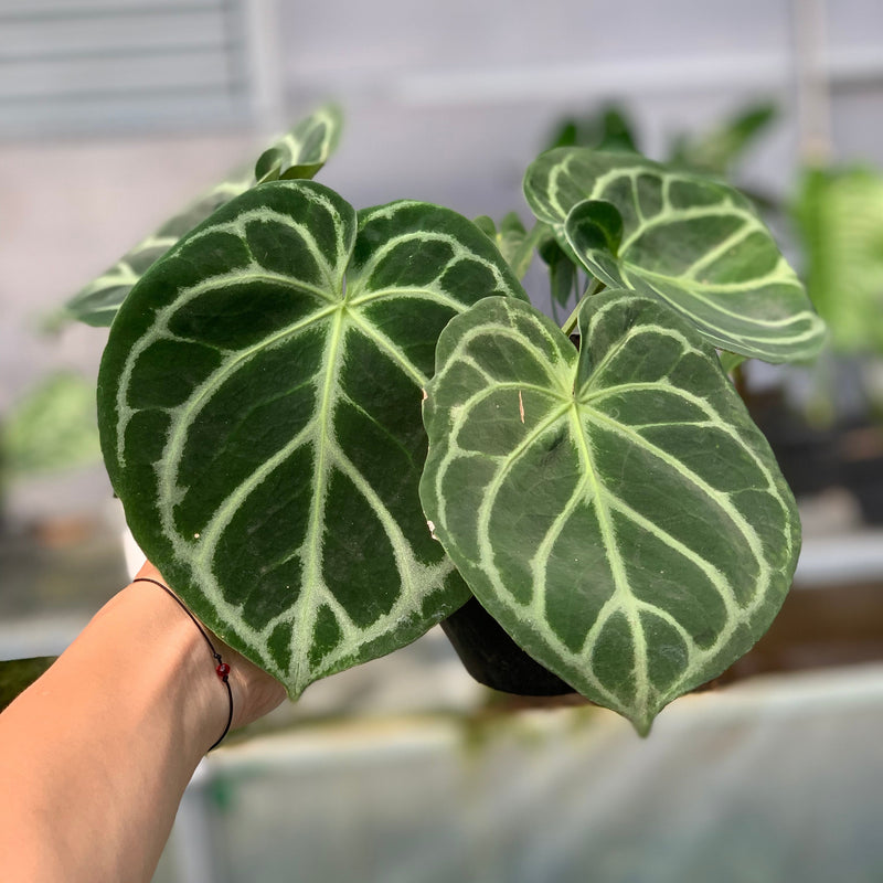 FS52-5 Anthurium Dorayaki Hybrid
