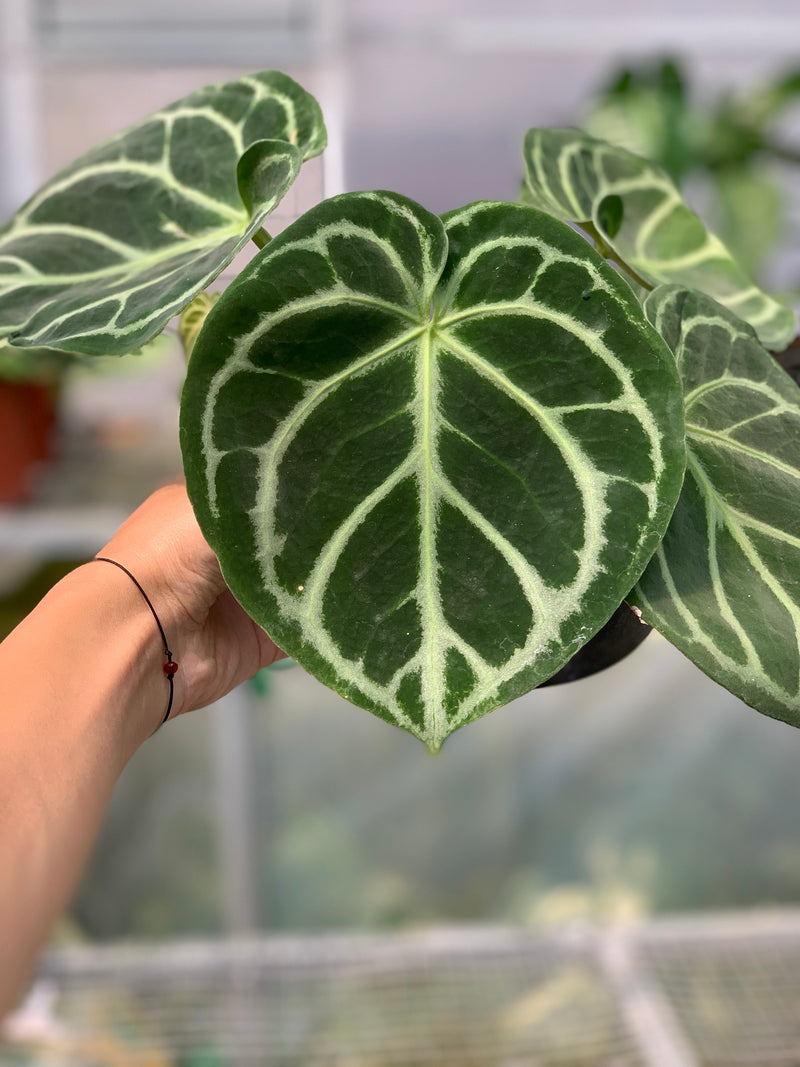 FS52-5 Anthurium Dorayaki Hybrid