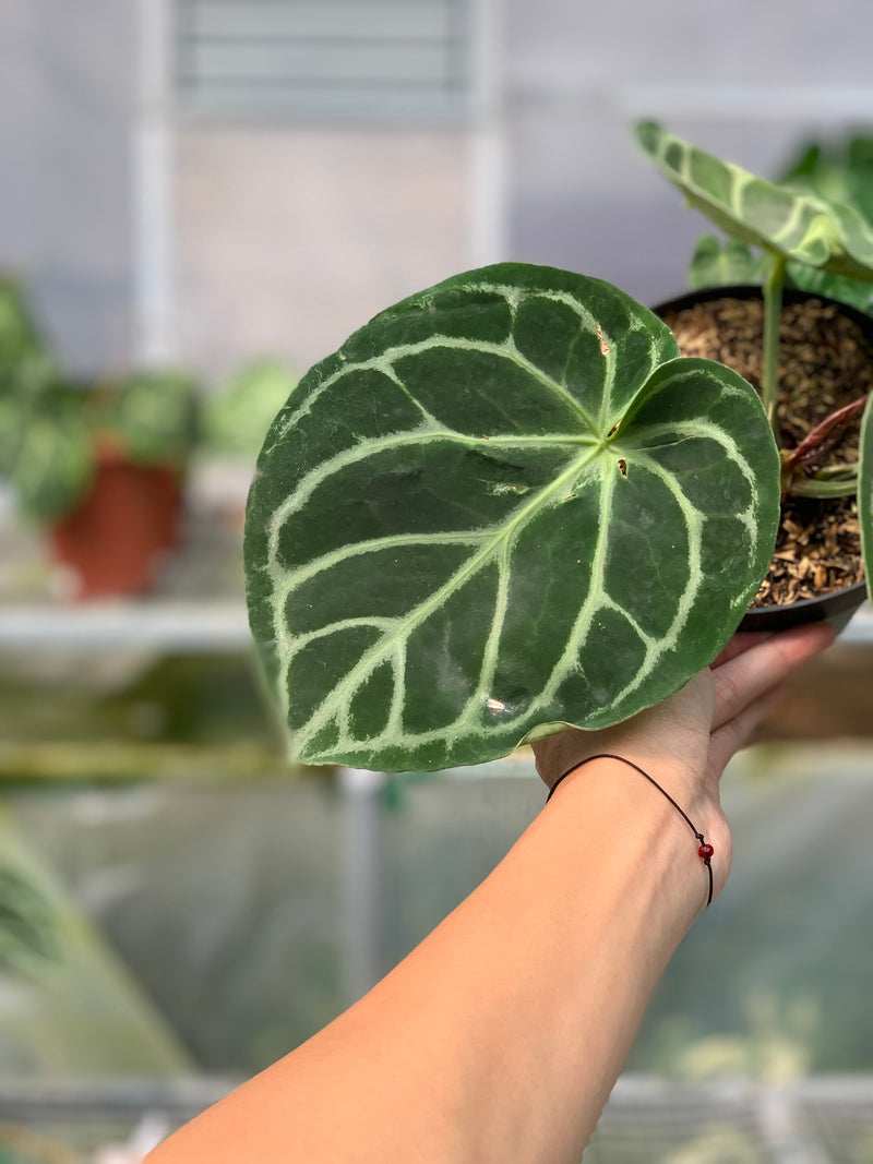 FS52-5 Anthurium Dorayaki Hybrid