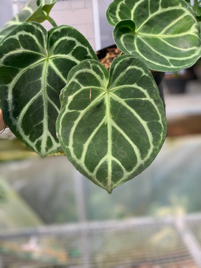 FS52-5 Anthurium Dorayaki Hybrid