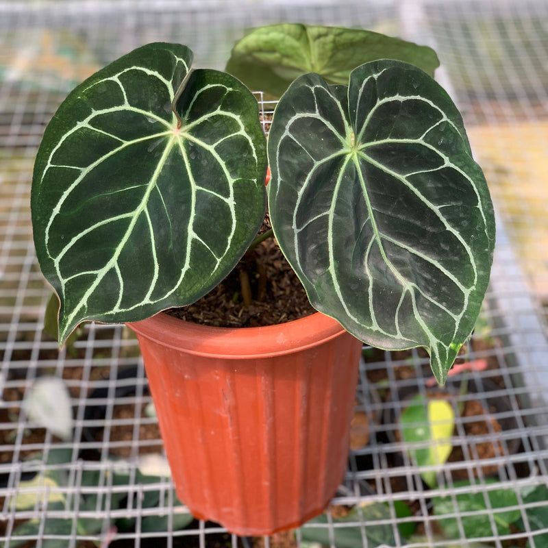 FS53-5 Anthurium Dorayaki x Magnificum