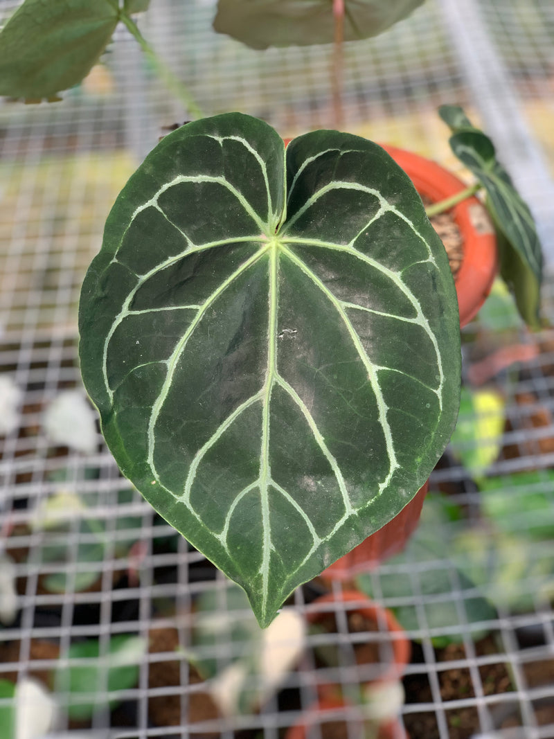 FS53-5 Anthurium Dorayaki x Magnificum