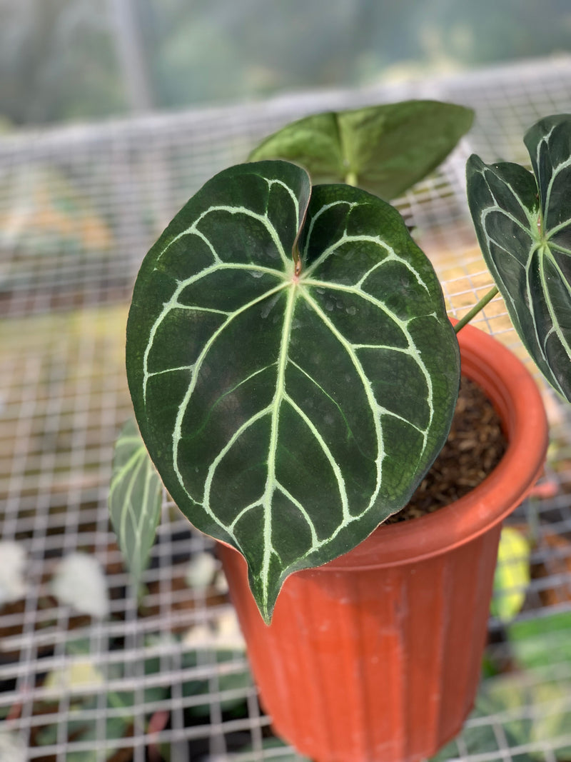 FS53-5 Anthurium Dorayaki x Magnificum