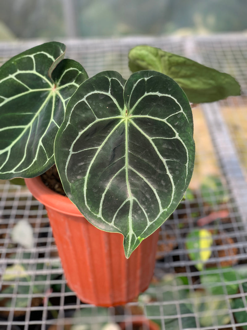 FS53-5 Anthurium Dorayaki x Magnificum