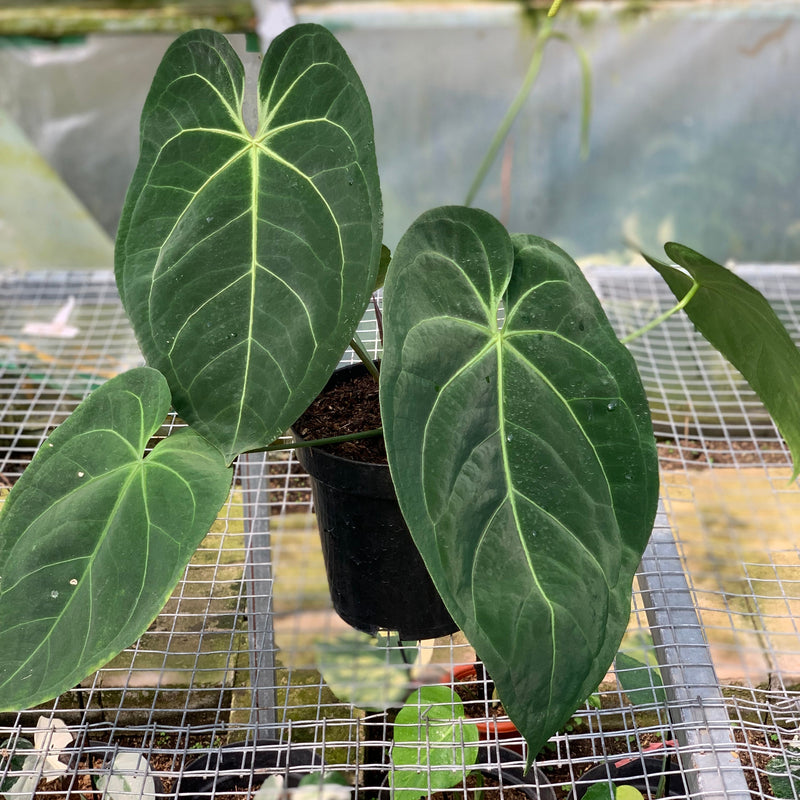 FS54-5 Anthurium Magnificum Verde x Papilillaminum