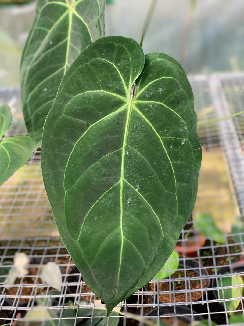 FS54-5 Anthurium Magnificum Verde x Papilillaminum