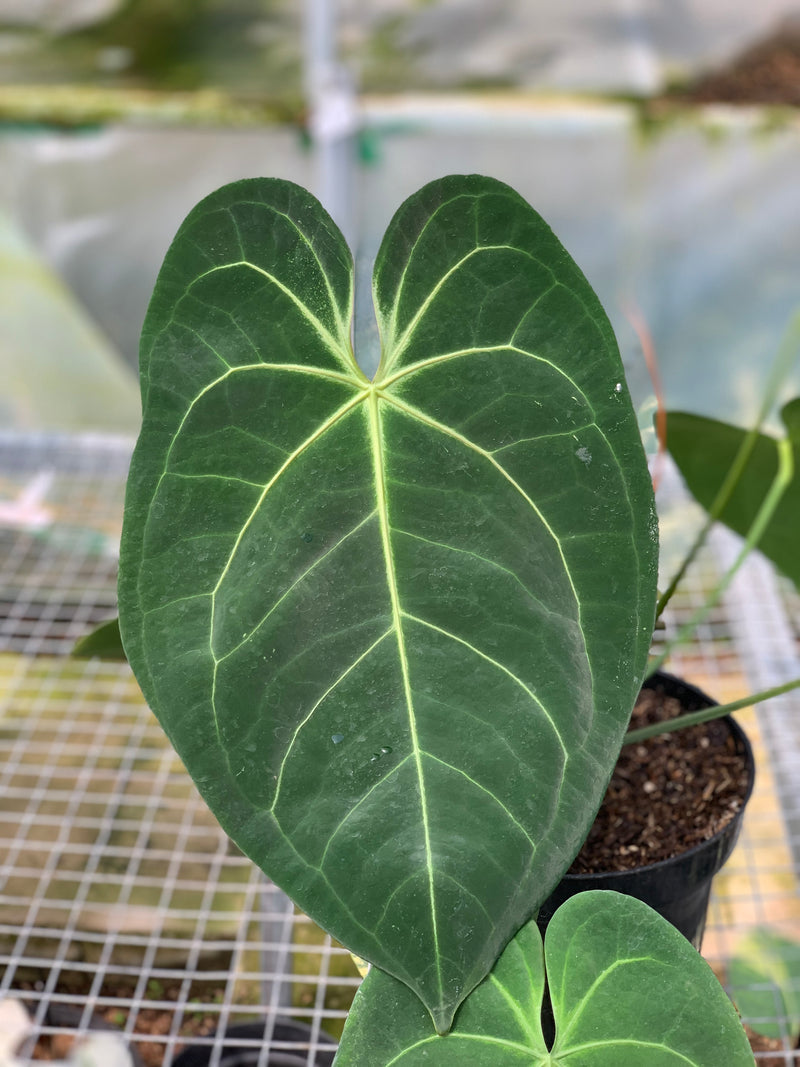 FS54-5 Anthurium Magnificum Verde x Papilillaminum