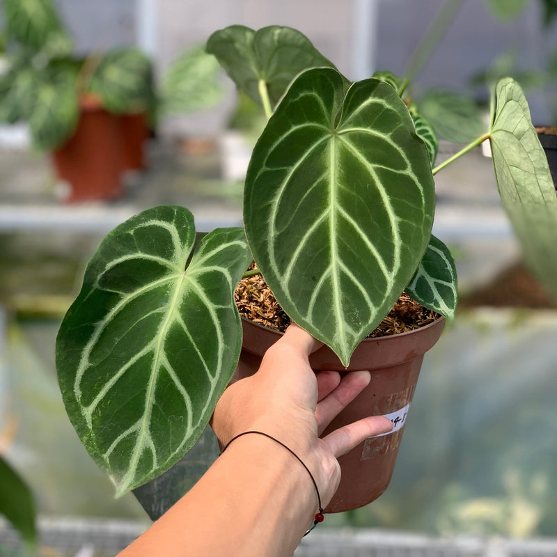FS55-5 Anthurium Dorayaki x Magnificum