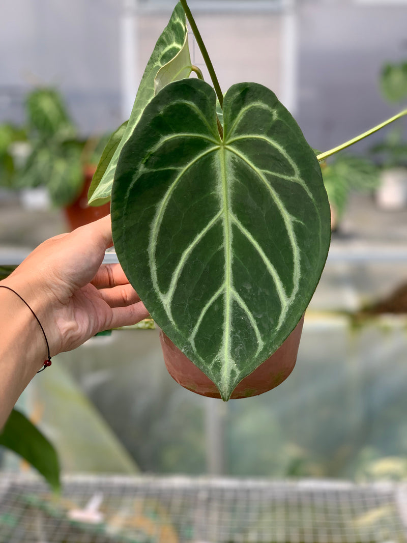 FS55-5 Anthurium Dorayaki x Magnificum
