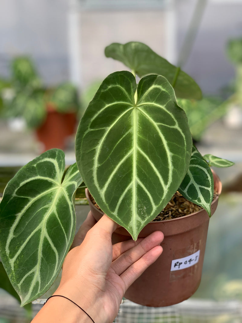 FS55-5 Anthurium Dorayaki x Magnificum