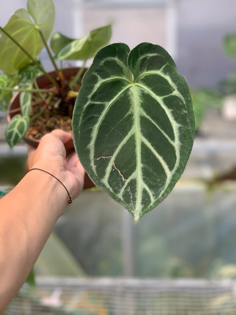 FS55-5 Anthurium Dorayaki x Magnificum