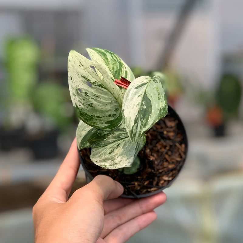 FS56-5 Scindapsus White Mint