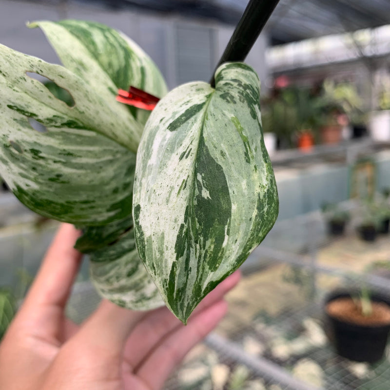 FS56-5 Scindapsus White Mint