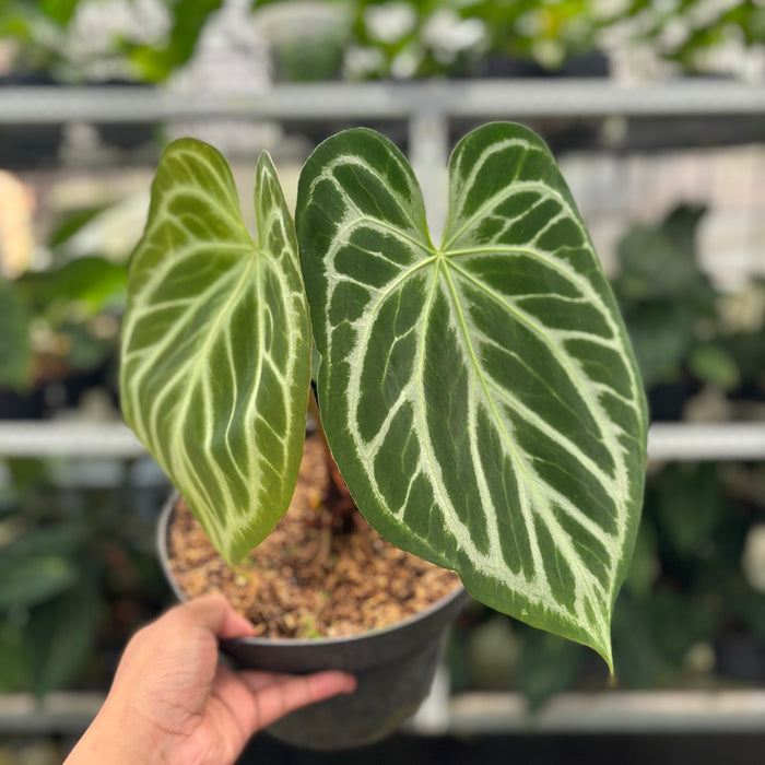 FS9-12 Anthurium Silver Blush Butterfly