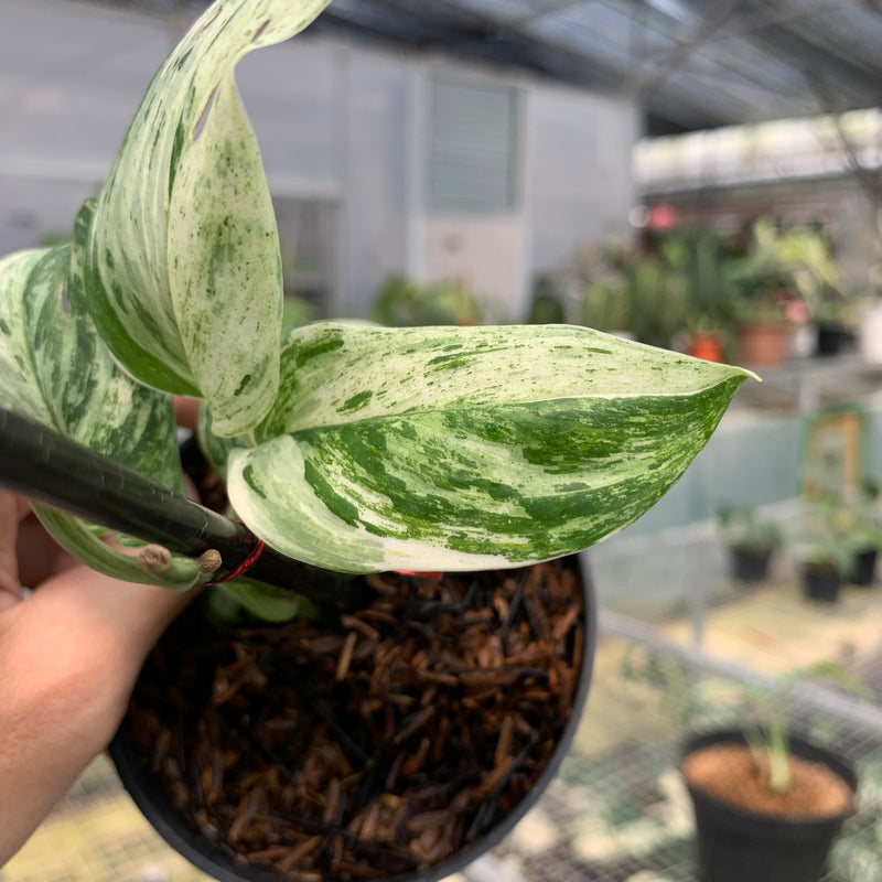 FS56-5 Scindapsus White Mint