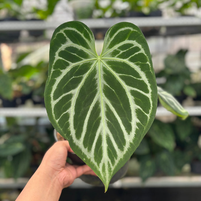 FS9-12 Anthurium Silver Blush Butterfly
