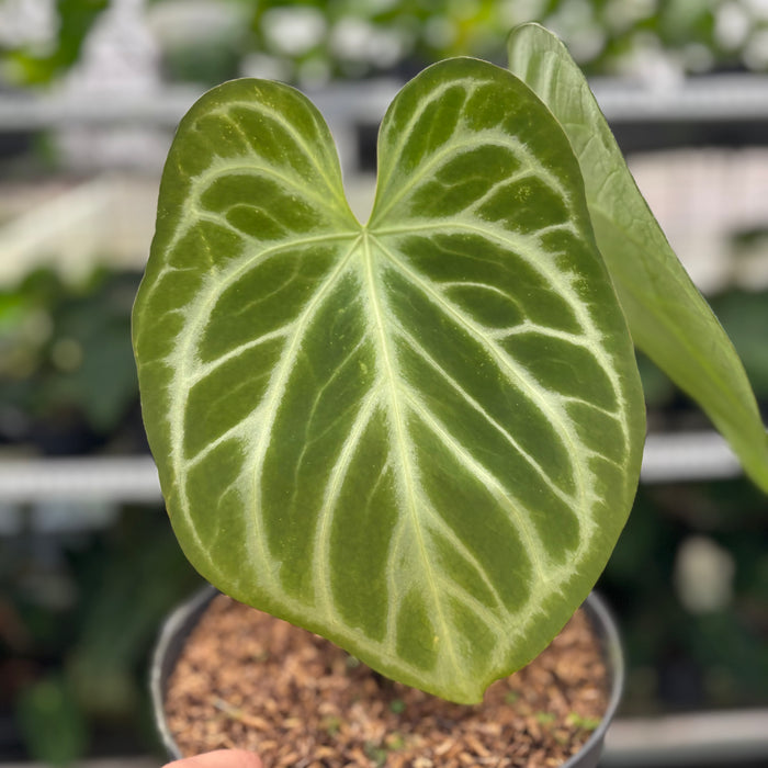 FS9-12 Anthurium Silver Blush Butterfly