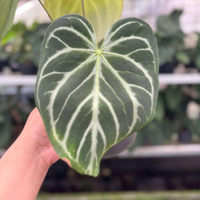 FS9-12 Anthurium Silver Blush Butterfly
