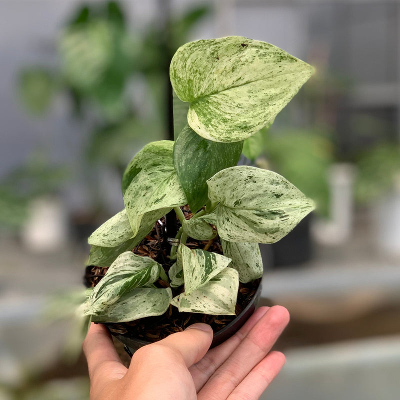 FS57-5 Scindapsus White Mint