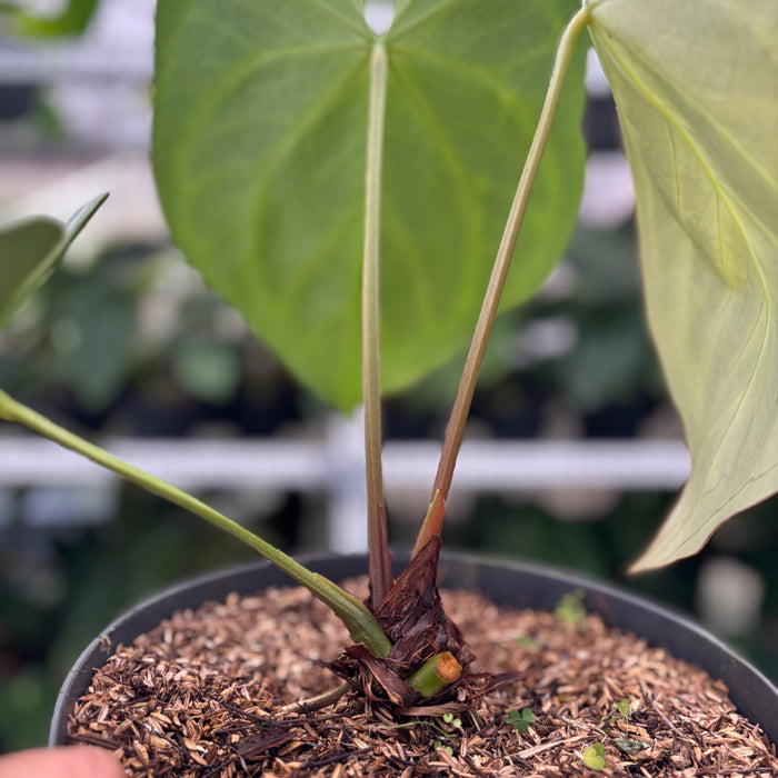 FS9-12 Anthurium Silver Blush Butterfly