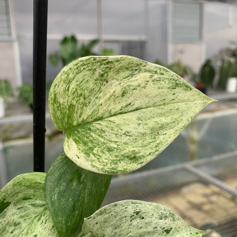 FS57-5 Scindapsus White Mint