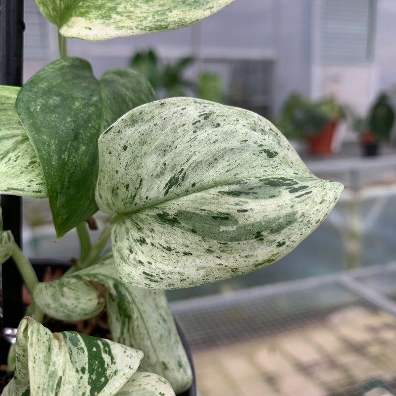 FS57-5 Scindapsus White Mint