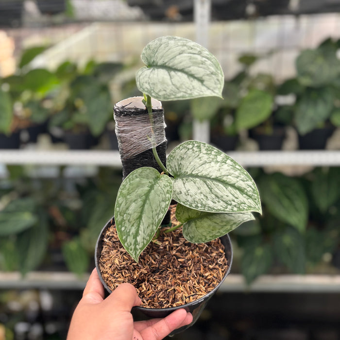 FS10-12 Scindapsus Hologram