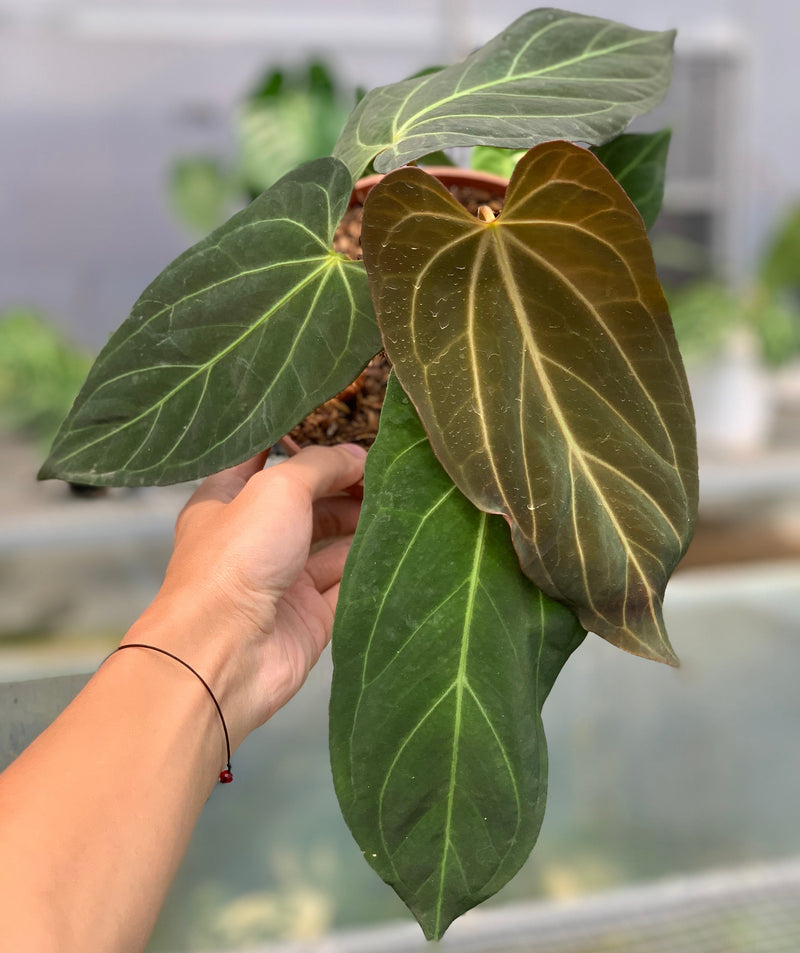 FS58-5 Anthurium Papilillaminum Fortsherman Narrow