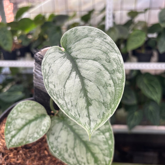 FS10-12 Scindapsus Hologram