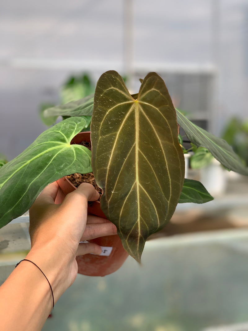 FS58-5 Anthurium Papilillaminum Fortsherman Narrow