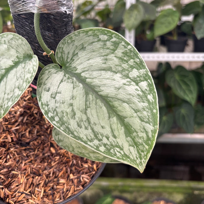 FS10-12 Scindapsus Hologram