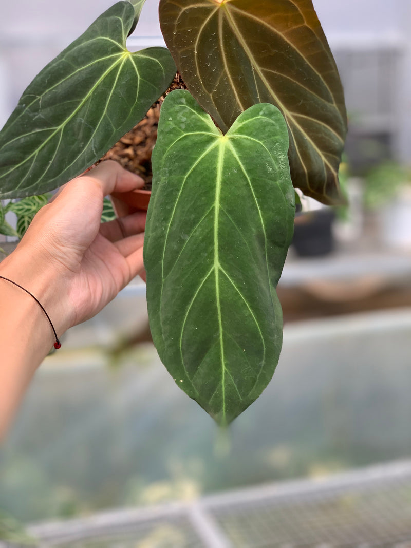 FS58-5 Anthurium Papilillaminum Fortsherman Narrow
