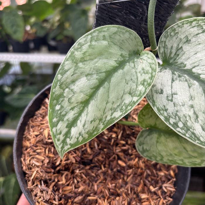 FS10-12 Scindapsus Hologram