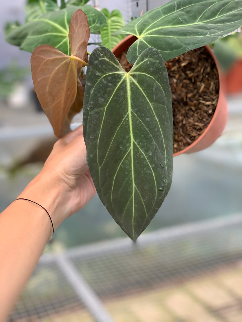 FS58-5 Anthurium Papilillaminum Fortsherman Narrow