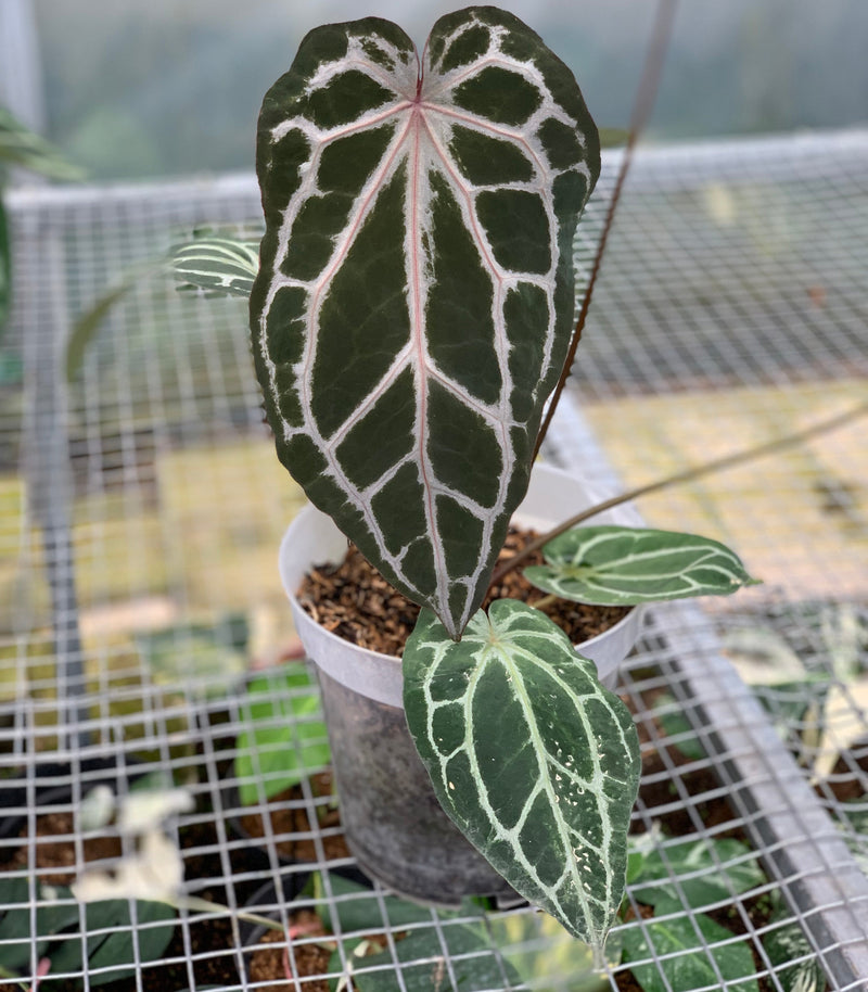 FS59-5 Anthurium Zara Michelle x Black Venom
