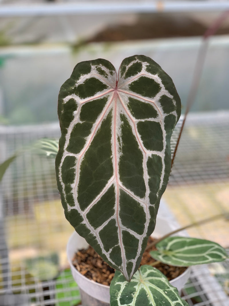 FS59-5 Anthurium Zara Michelle x Black Venom