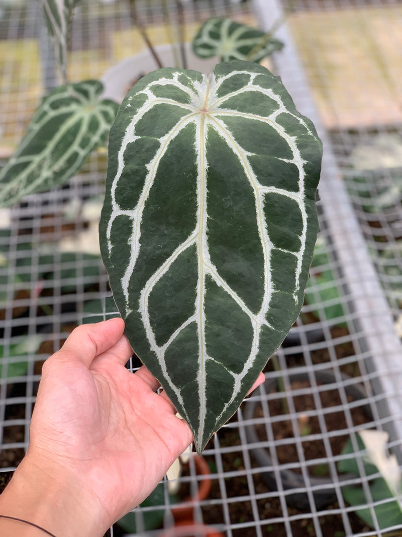 FS59-5 Anthurium Zara Michelle x Black Venom