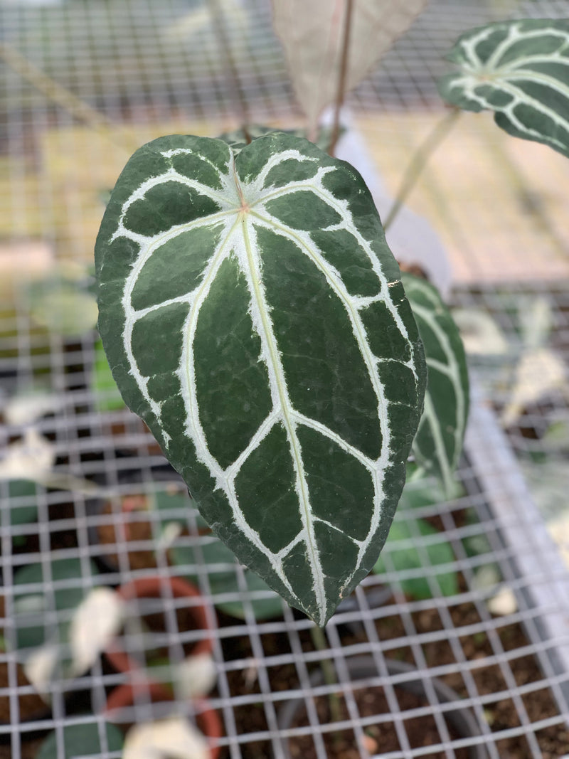 FS59-5 Anthurium Zara Michelle x Black Venom