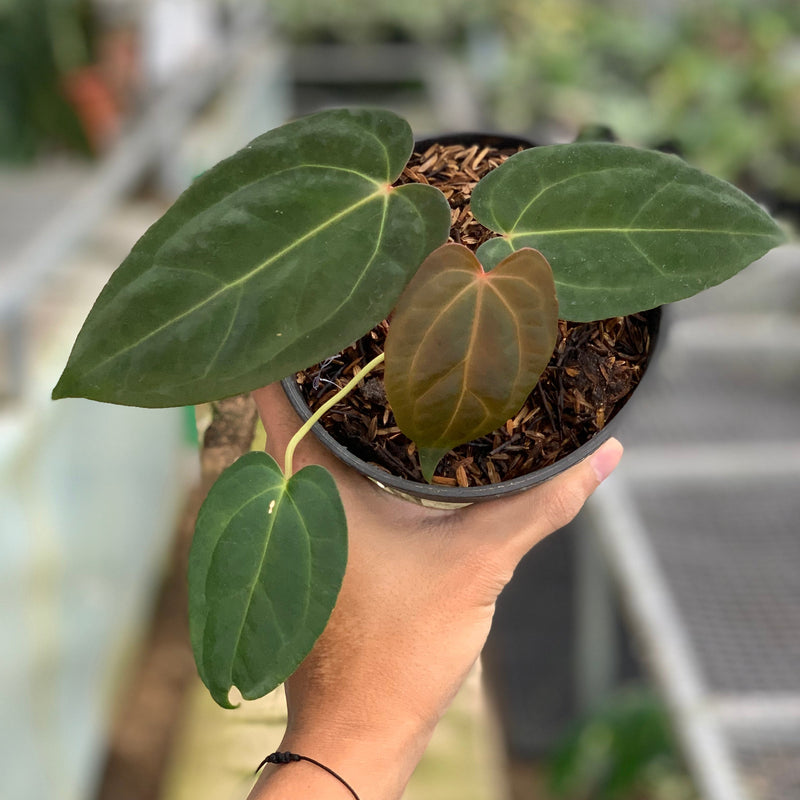 FS60-5 Anthurium Portilae x Fortsherman