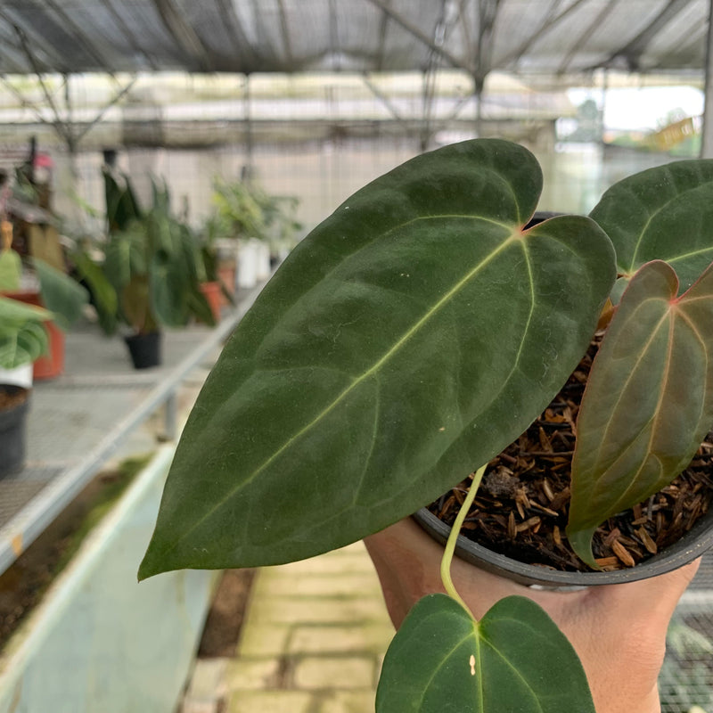 FS60-5 Anthurium Portilae x Fortsherman