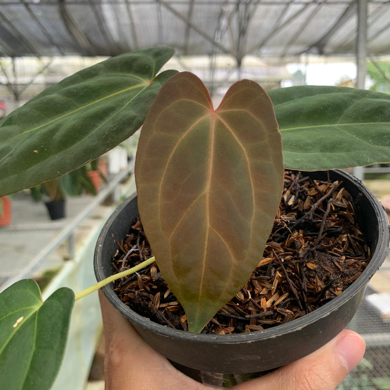 FS60-5 Anthurium Portilae x Fortsherman