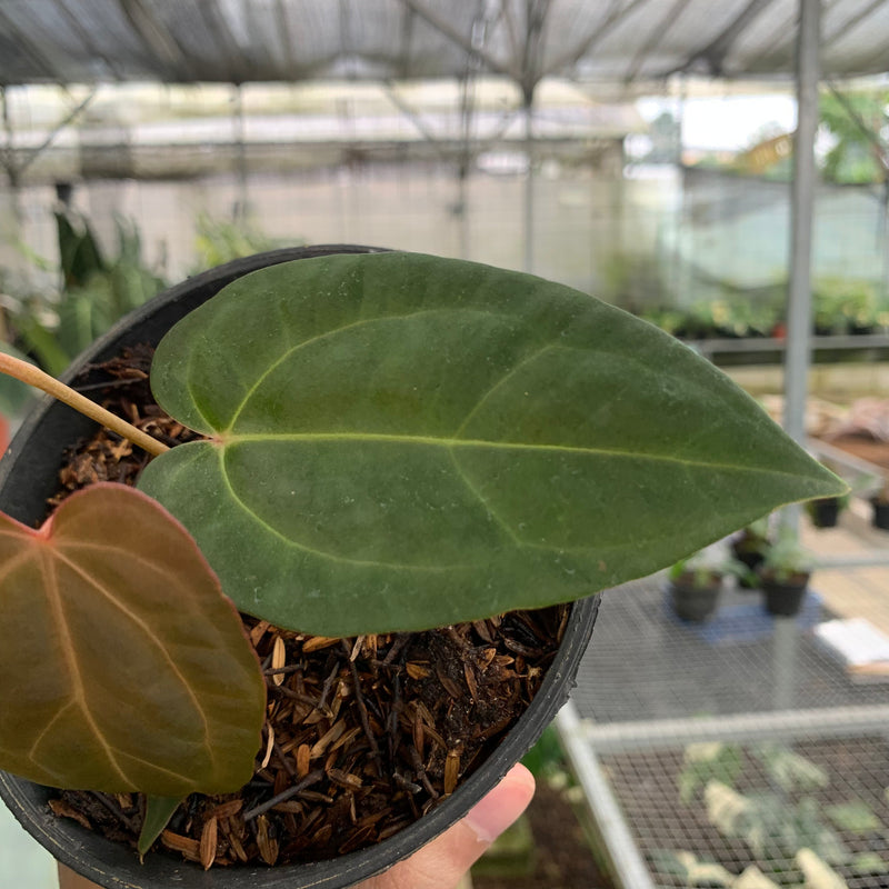 FS60-5 Anthurium Portilae x Fortsherman