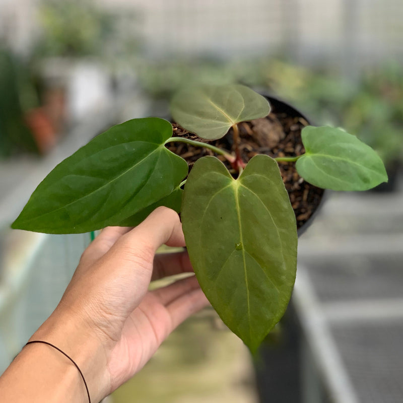 FS61-5 Anthurium Papillilaminum Fortsherman Narrow