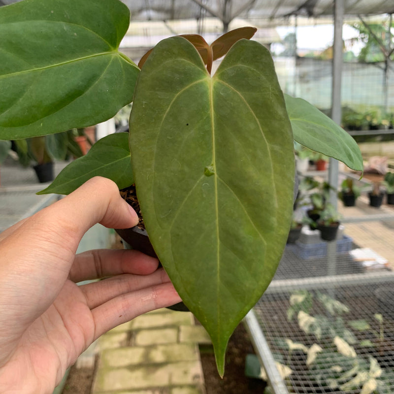 FS61-5 Anthurium Papillilaminum Fortsherman Narrow