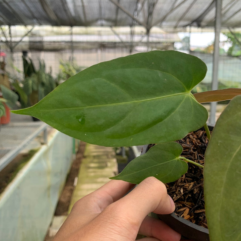 FS61-5 Anthurium Papillilaminum Fortsherman Narrow