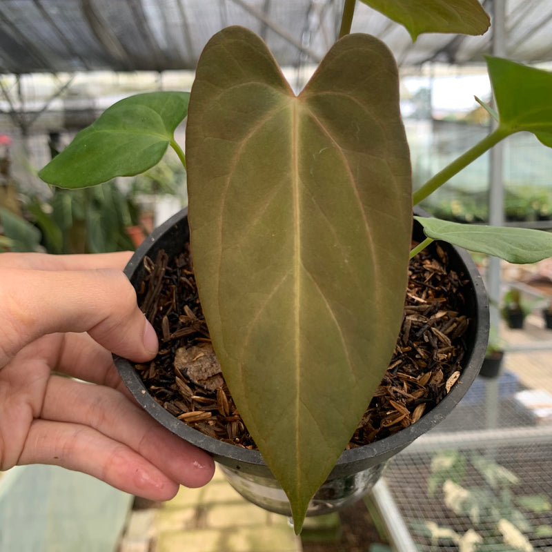 FS61-5 Anthurium Papillilaminum Fortsherman Narrow