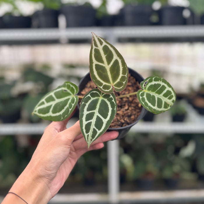 FS14-12 Anthurium Red Crystallinum