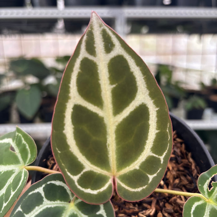 FS14-12 Anthurium Red Crystallinum