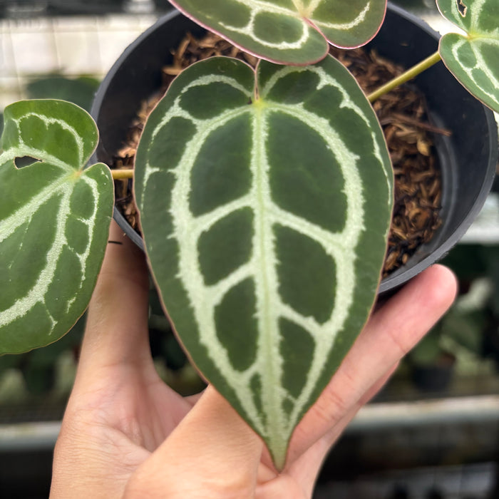 FS14-12 Anthurium Red Crystallinum