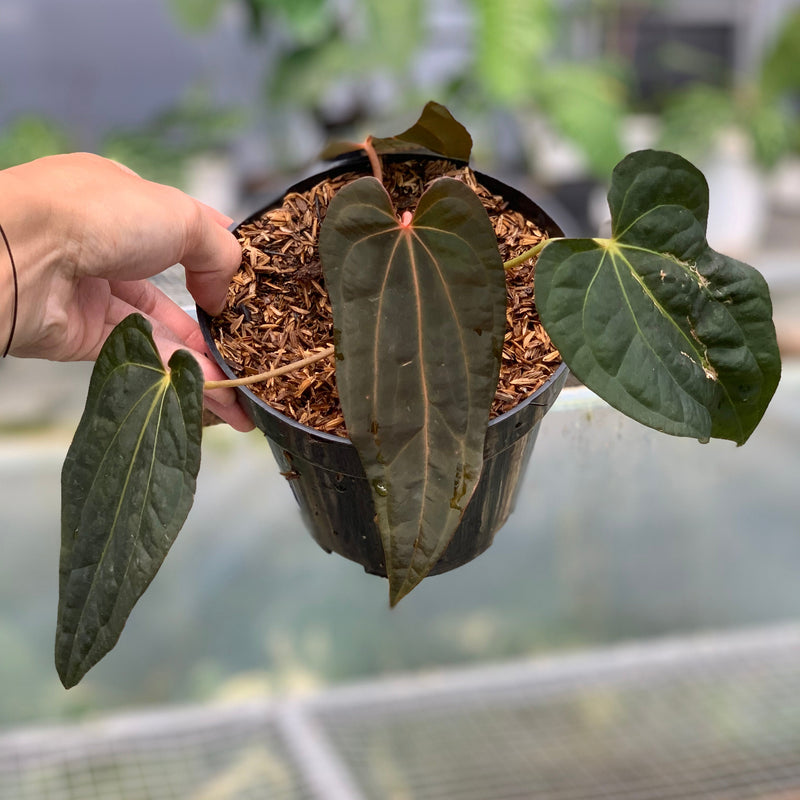 FS63-5 Anthurium Papilillaminum Red Narrow